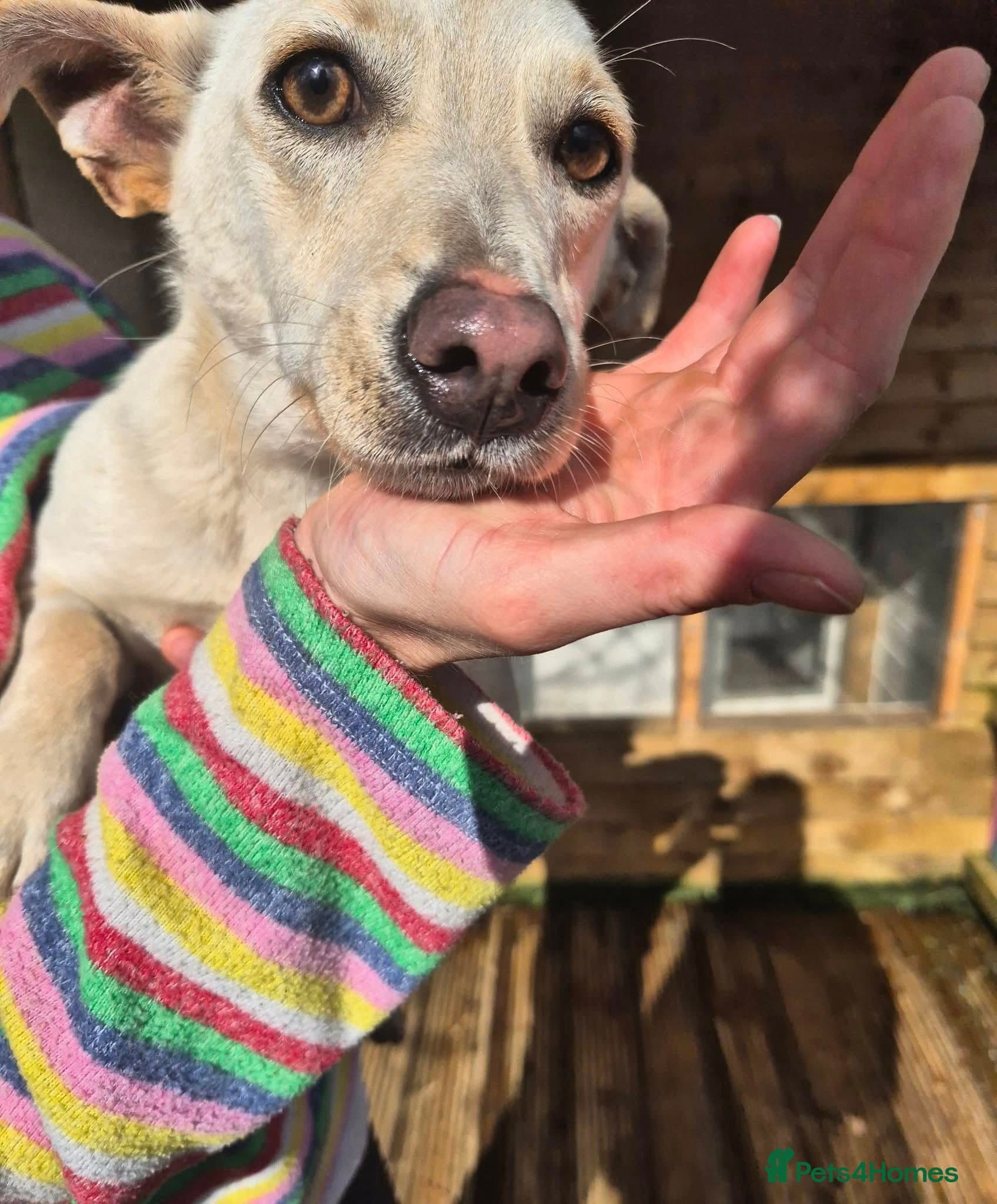 Bobby - In Ayr — Mixed Breed