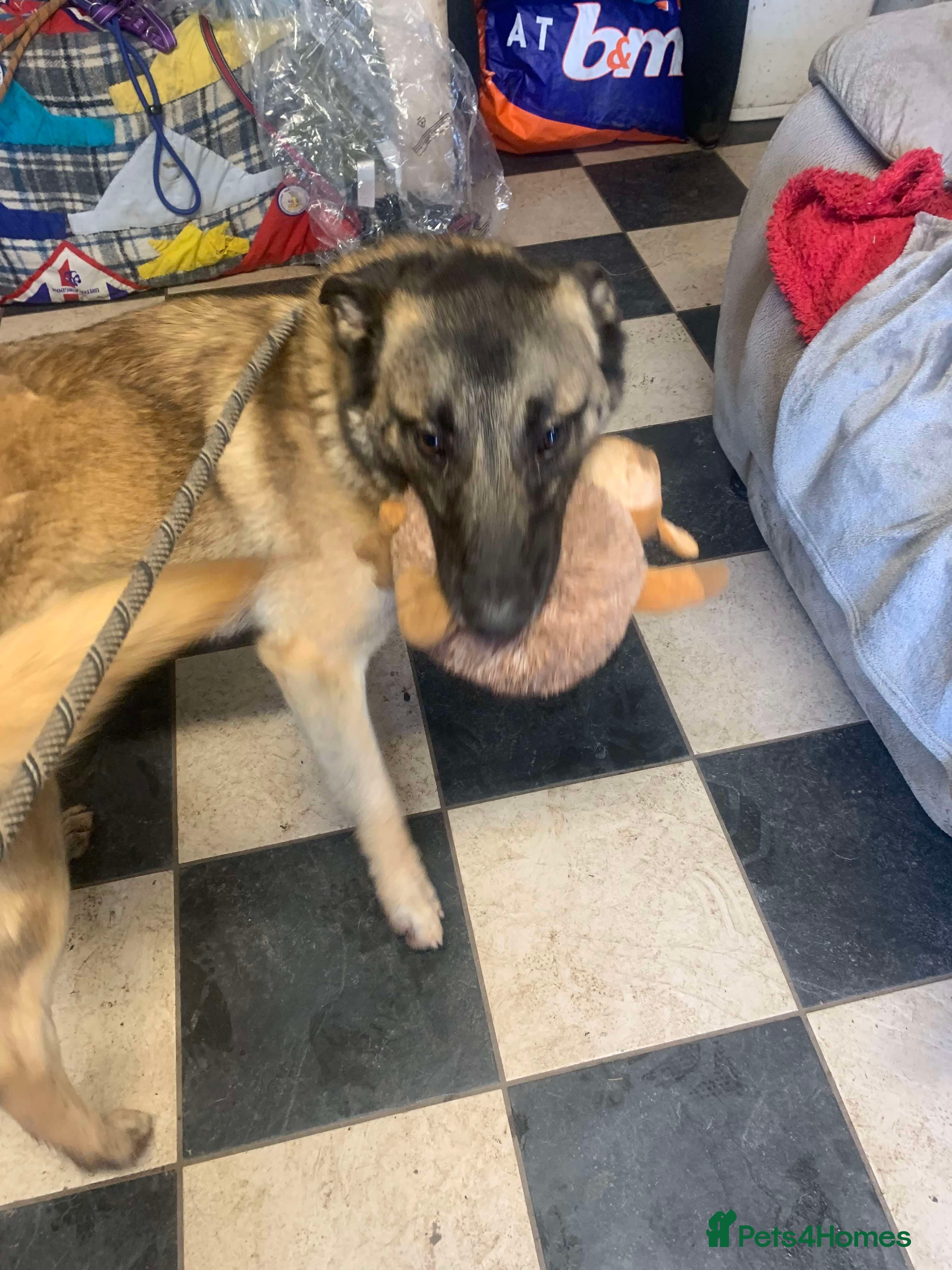 Meet Vera, currently residing in Cheshire photo 37