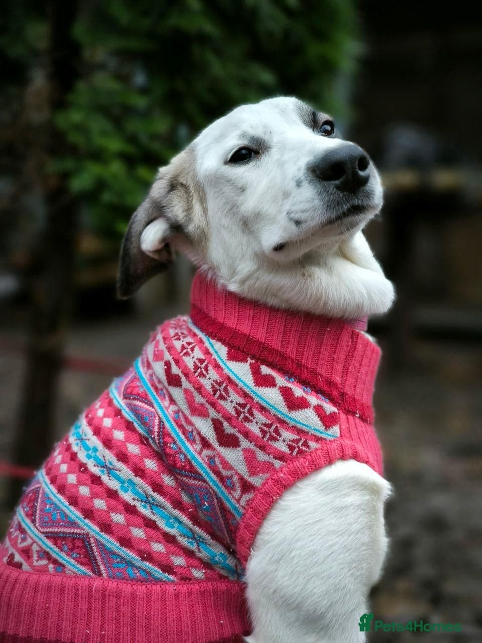 ️PLIAMKA❤️9-month-old loving and playful girl photo 28