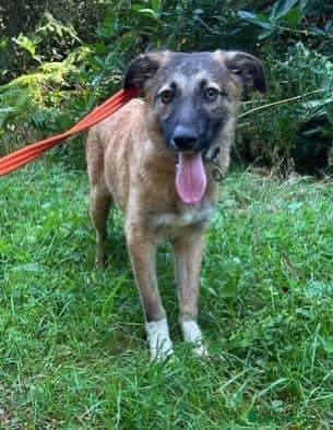 Levi - Norwich Norfolk photo 38