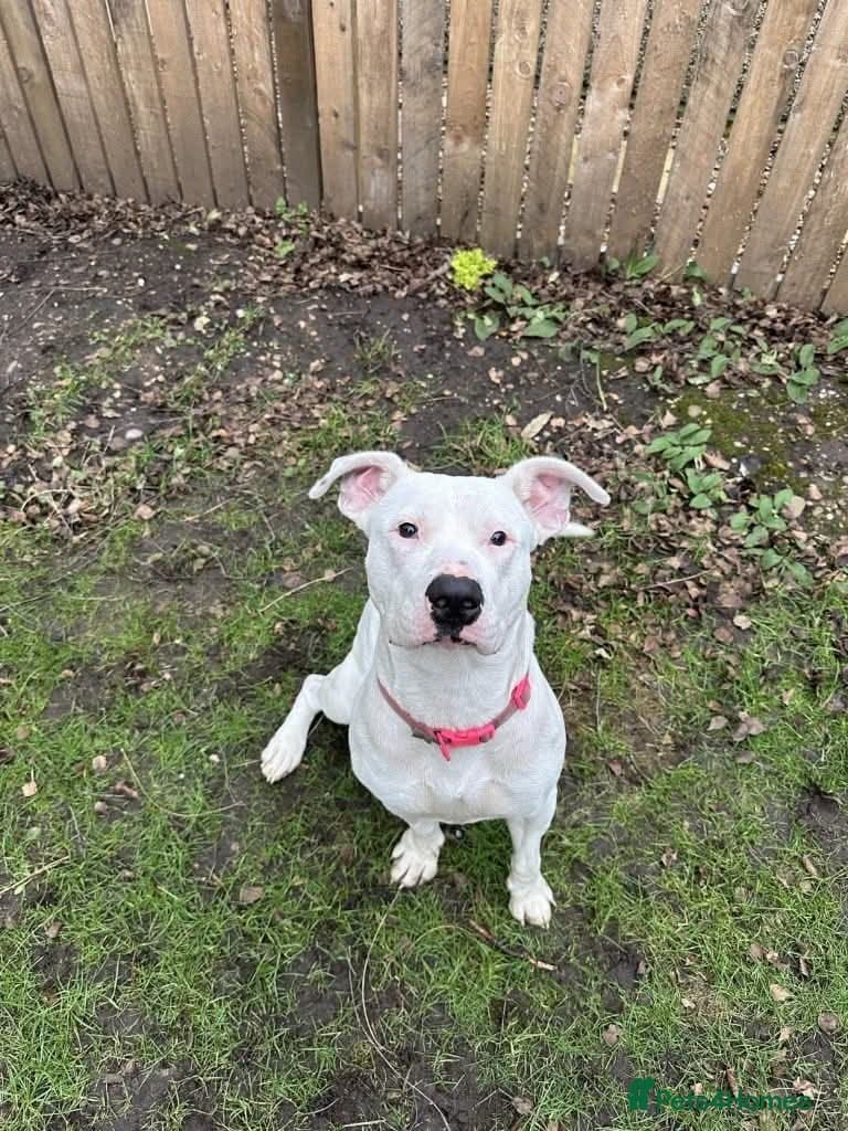 Meet Aria, currently residing in Ormskirk photo 11