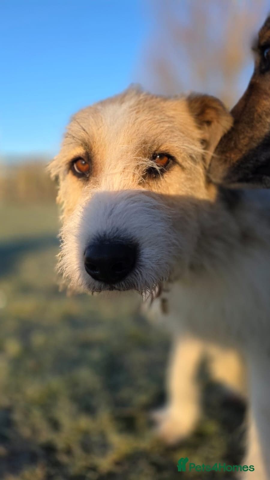 Hershey & Harley 💙 still Waiting photo 13