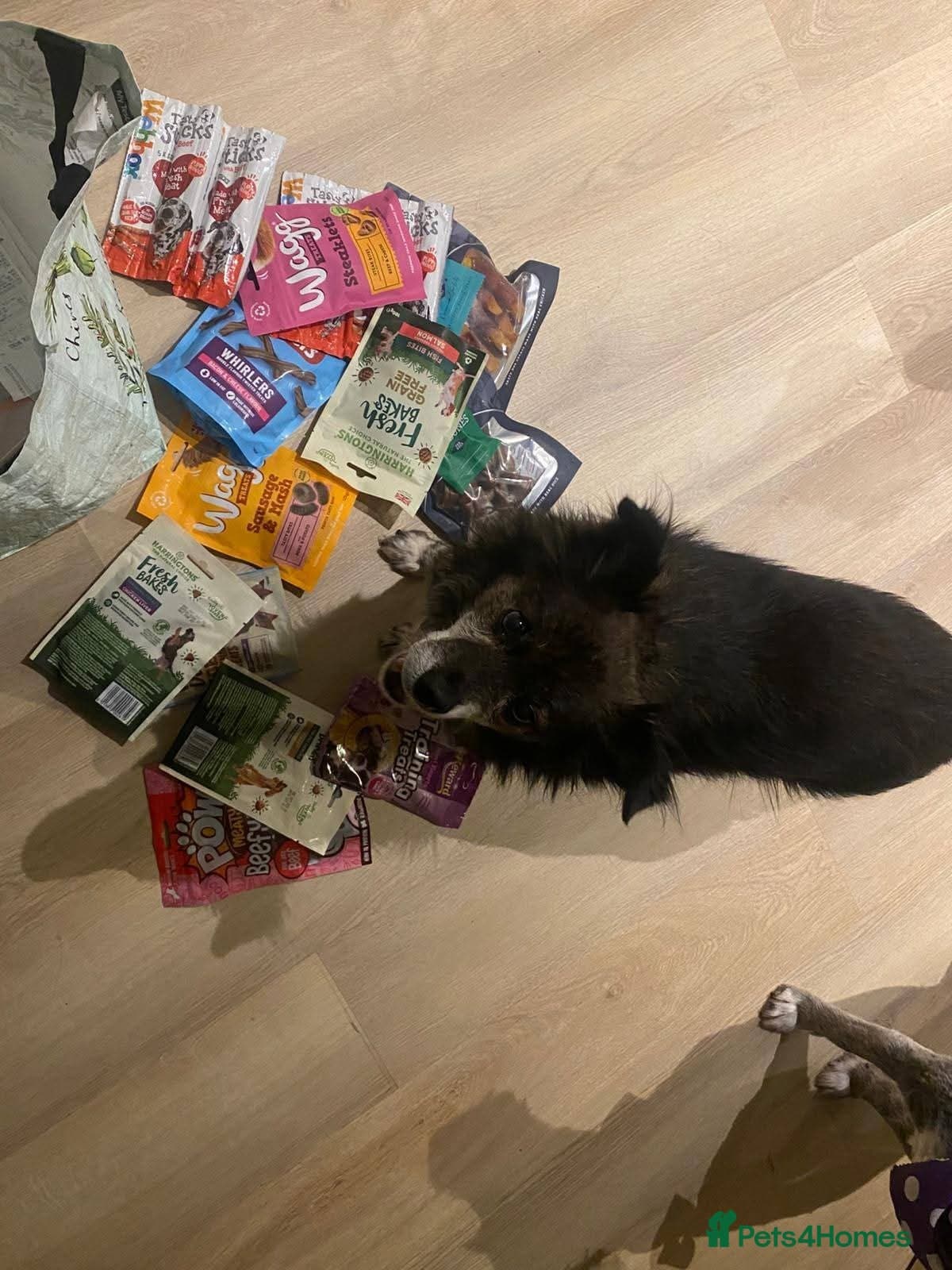 Meet Gizmo, currently residing in Lancashire photo 6