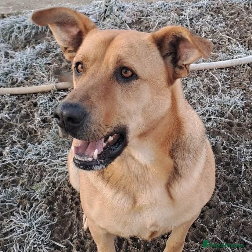 Thor - Dereham Norfolk photo 2