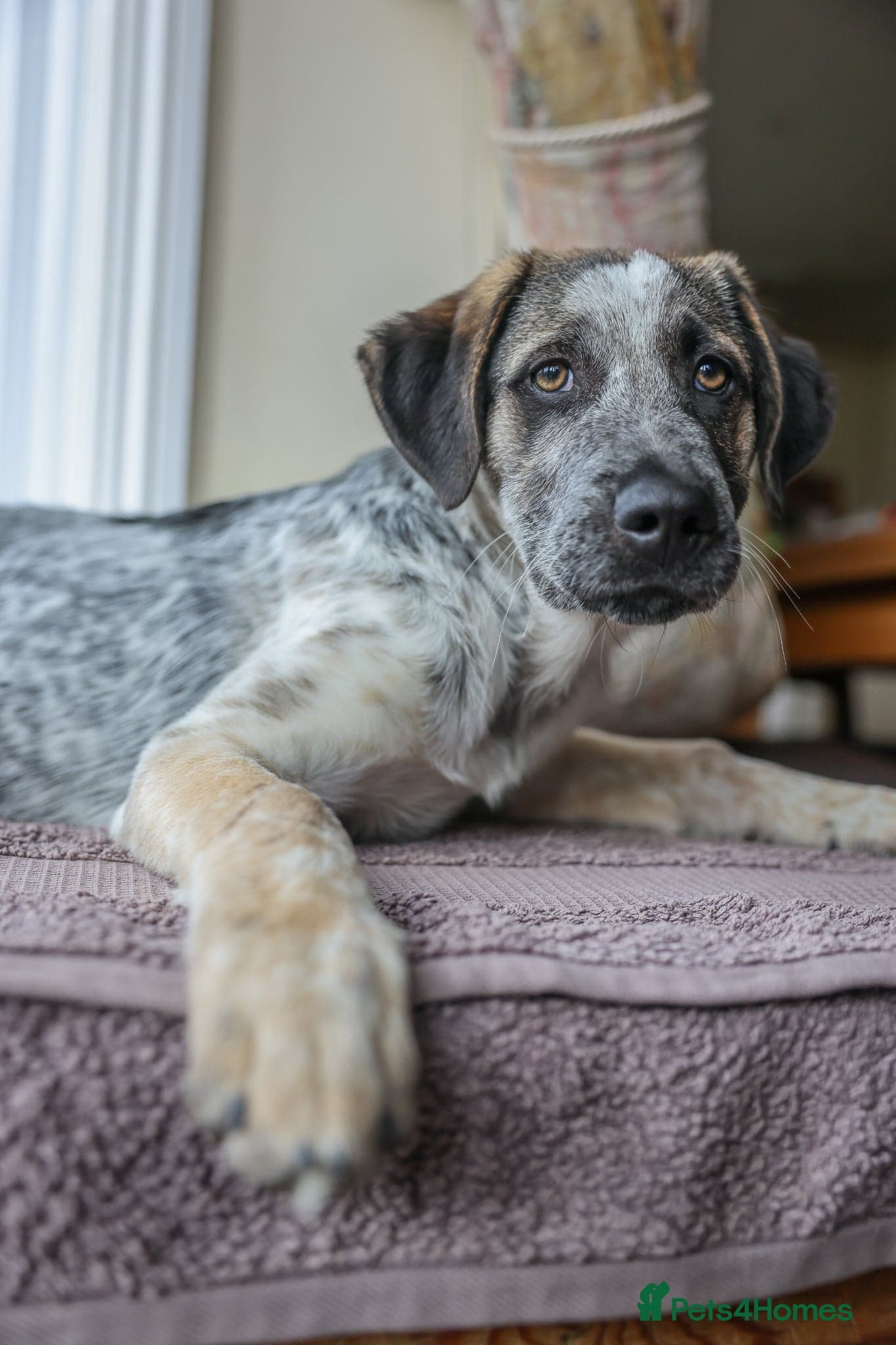 Easygoing Electra - Colourful Lab type photo 13