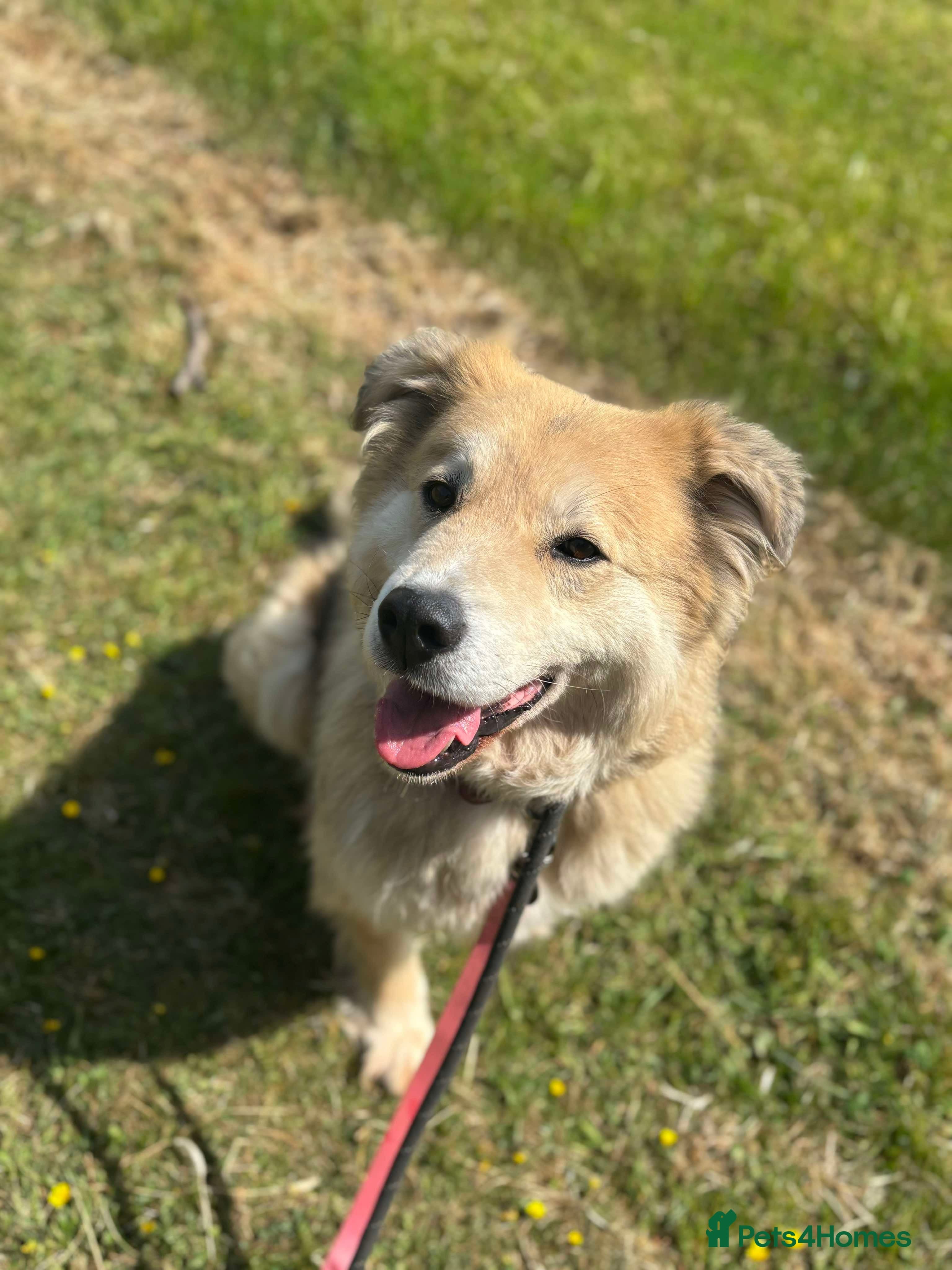 Meet Paddy, currently residing in Cheshire photo 25