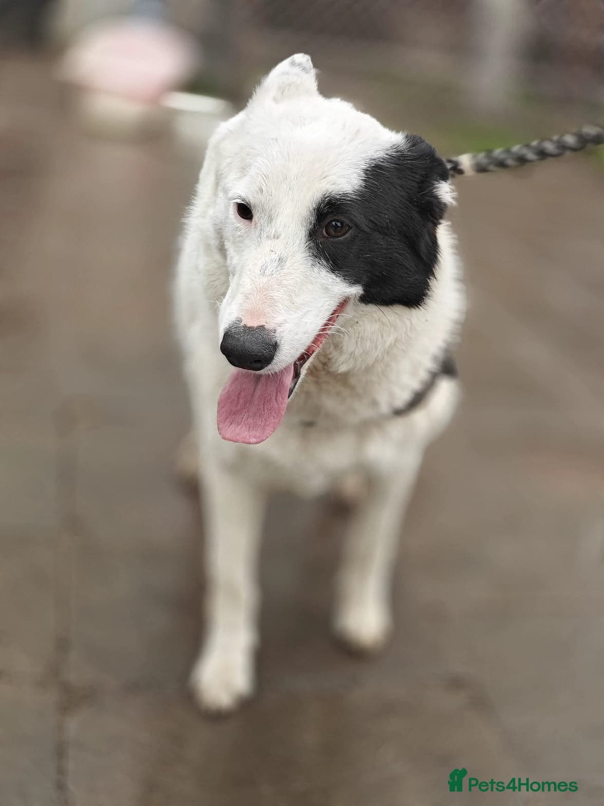 ️🐶 suzy photo 19