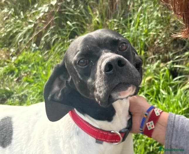 Pointer, Duke photo 8