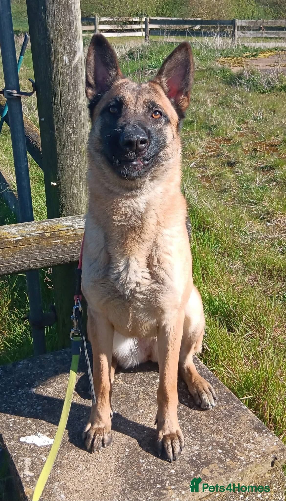 BEK - Malinois photo 3