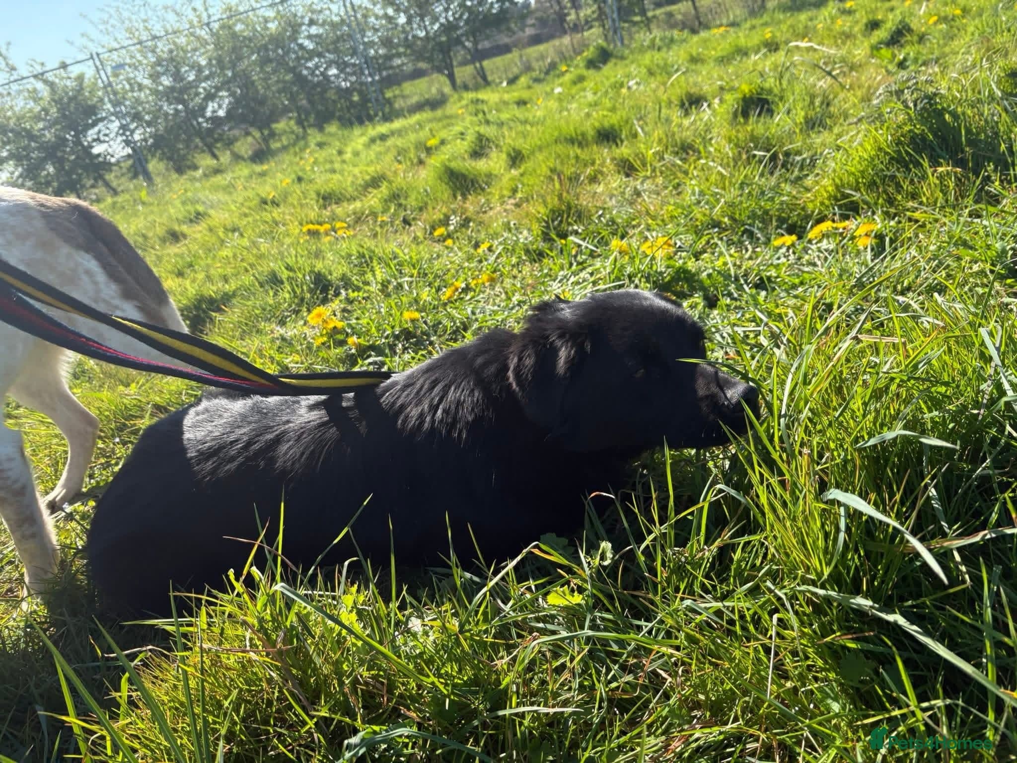 Dante - Norwich Norfolk photo 13
