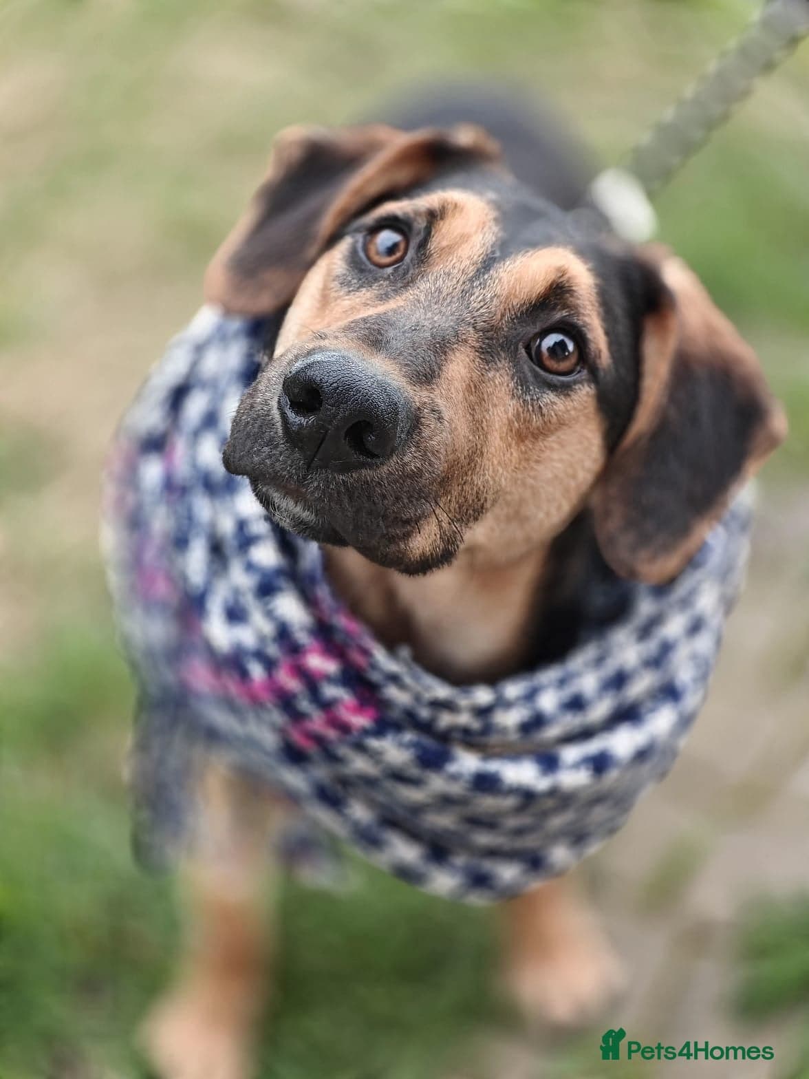 Marco โ Mixed Breed