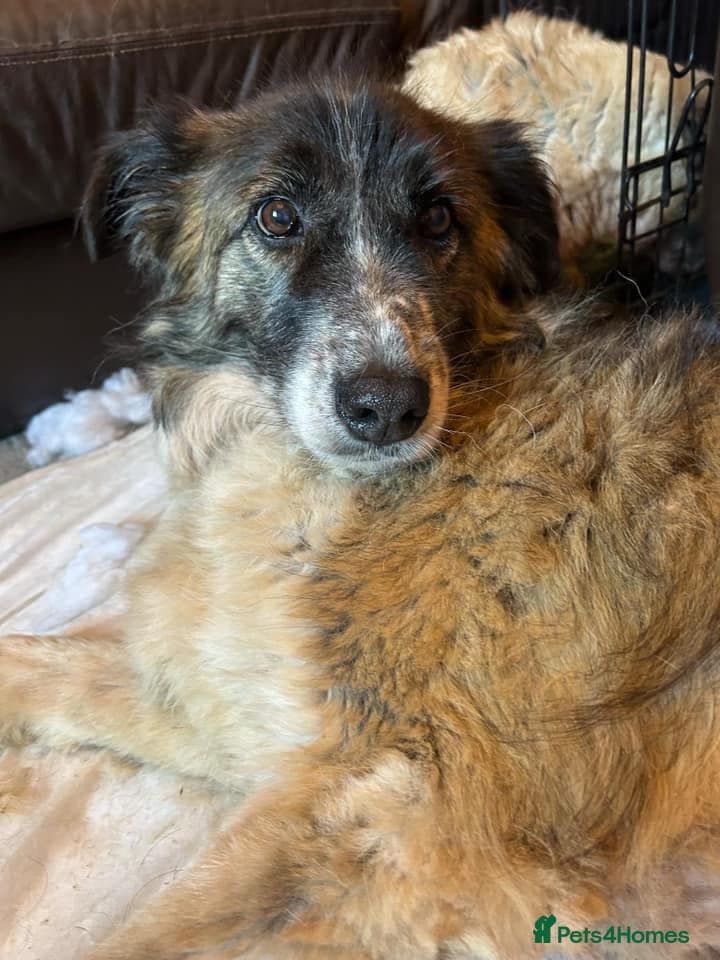 Hilda - Norwich Norfolk photo 22