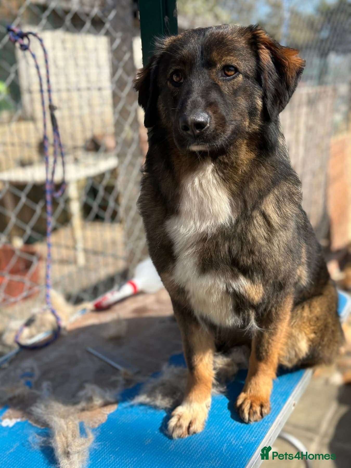 Belle - Norwich Norfolk photo 7