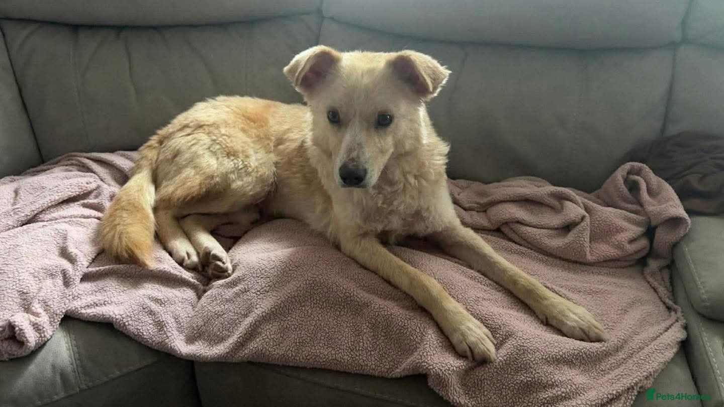 Gorgeous George photo 4