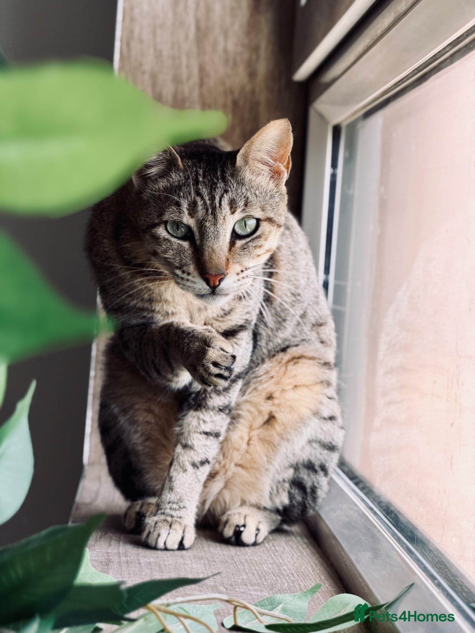 Hera ♥️ (House Cat) photo 2