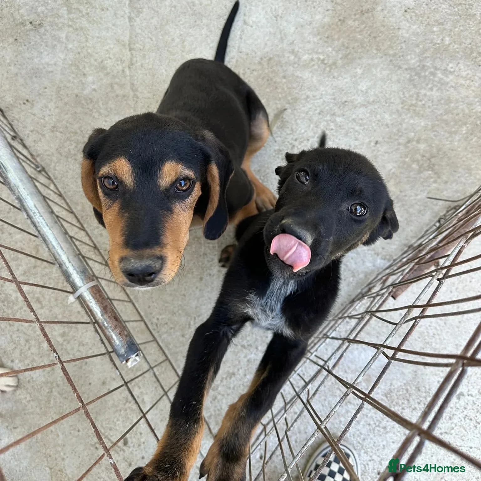 Ivan (Greek Harehound) photo 24