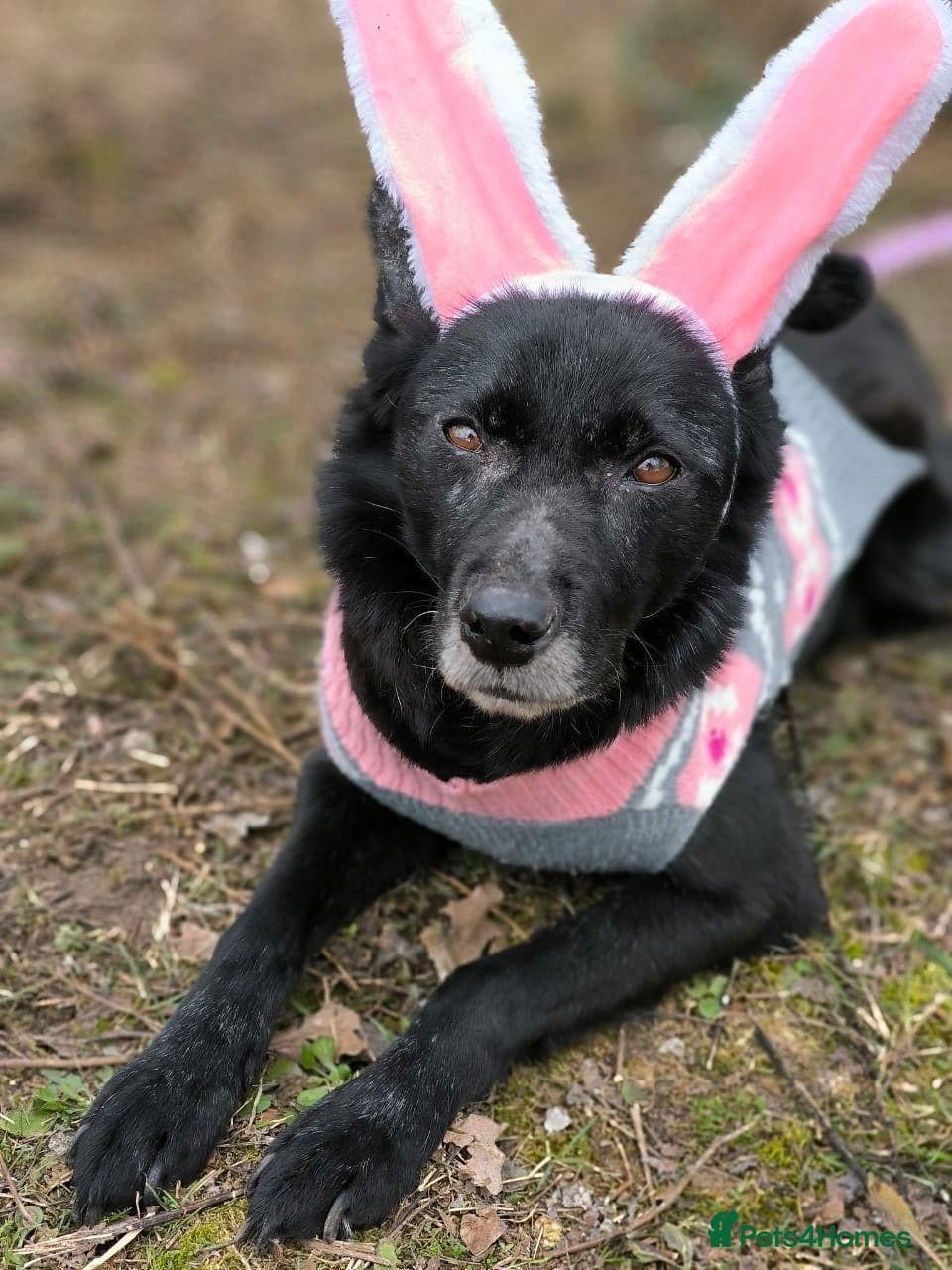 ๏ธ๐ถ tofa photo 24