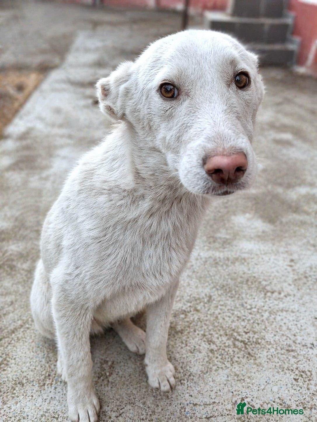 Rocky — Mixed Breed