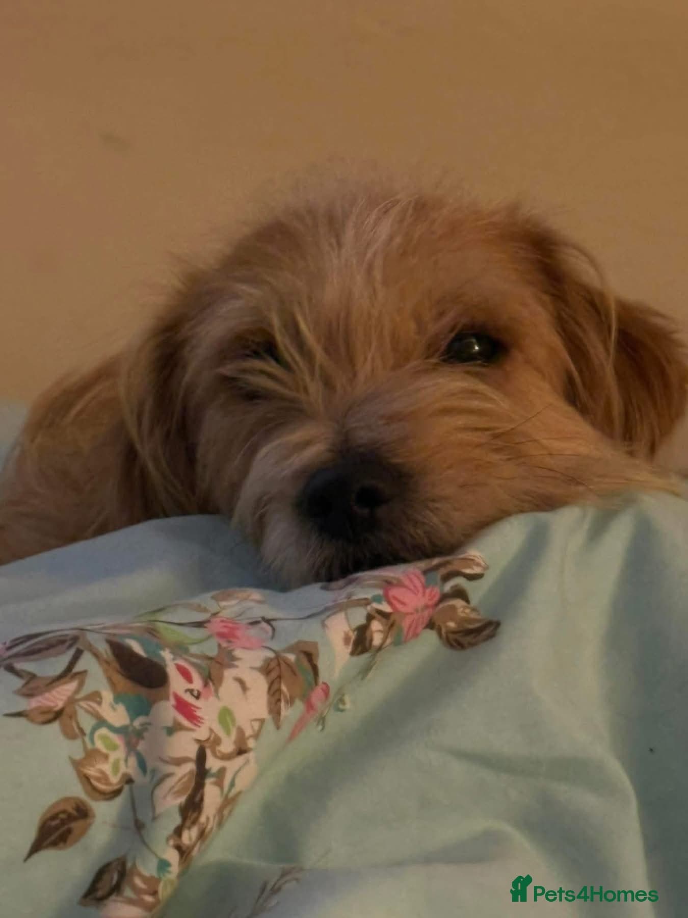 Yara - Norwich Norfolk photo 3