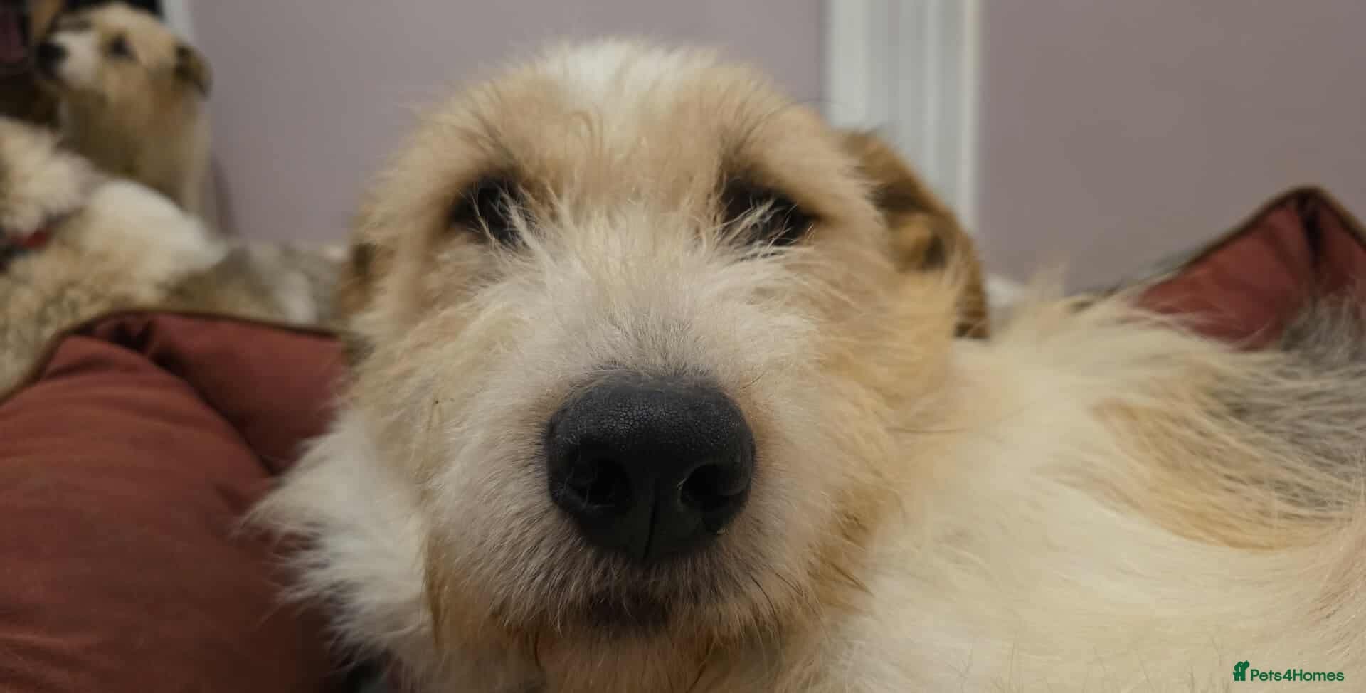 Hershey & Harley 💙 still Waiting photo 6