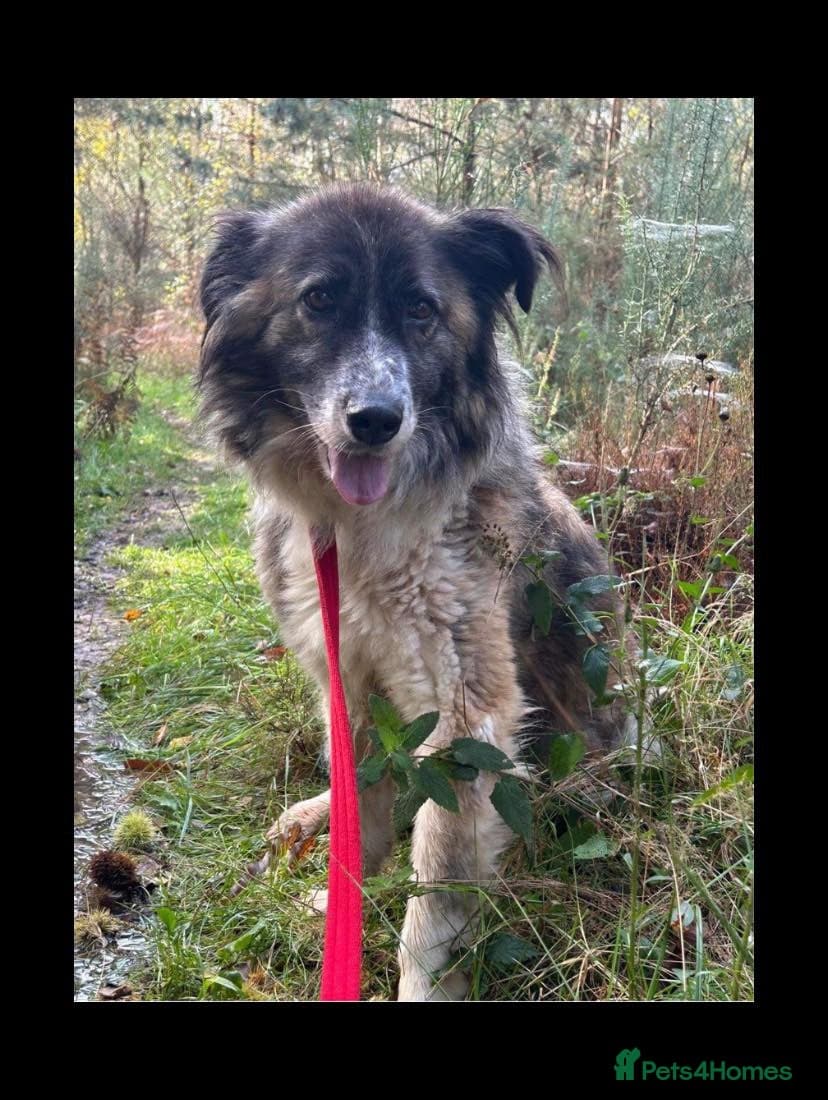 Hilda - Norwich Norfolk photo 40