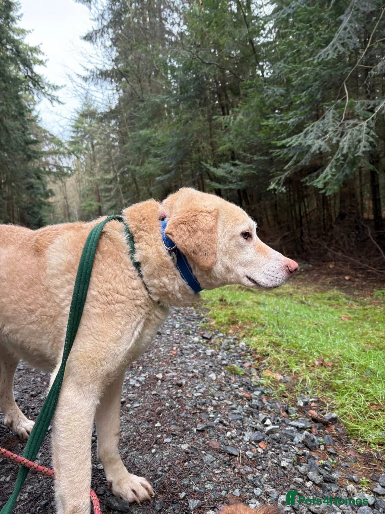 Ralph - Norwich Norfolk photo 17