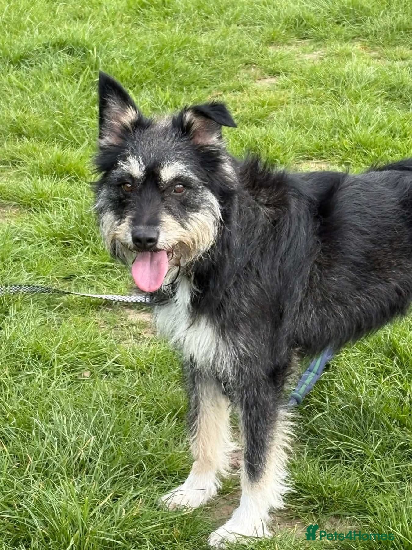 Mabel - Badersfield Norfolk — Mixed Breed