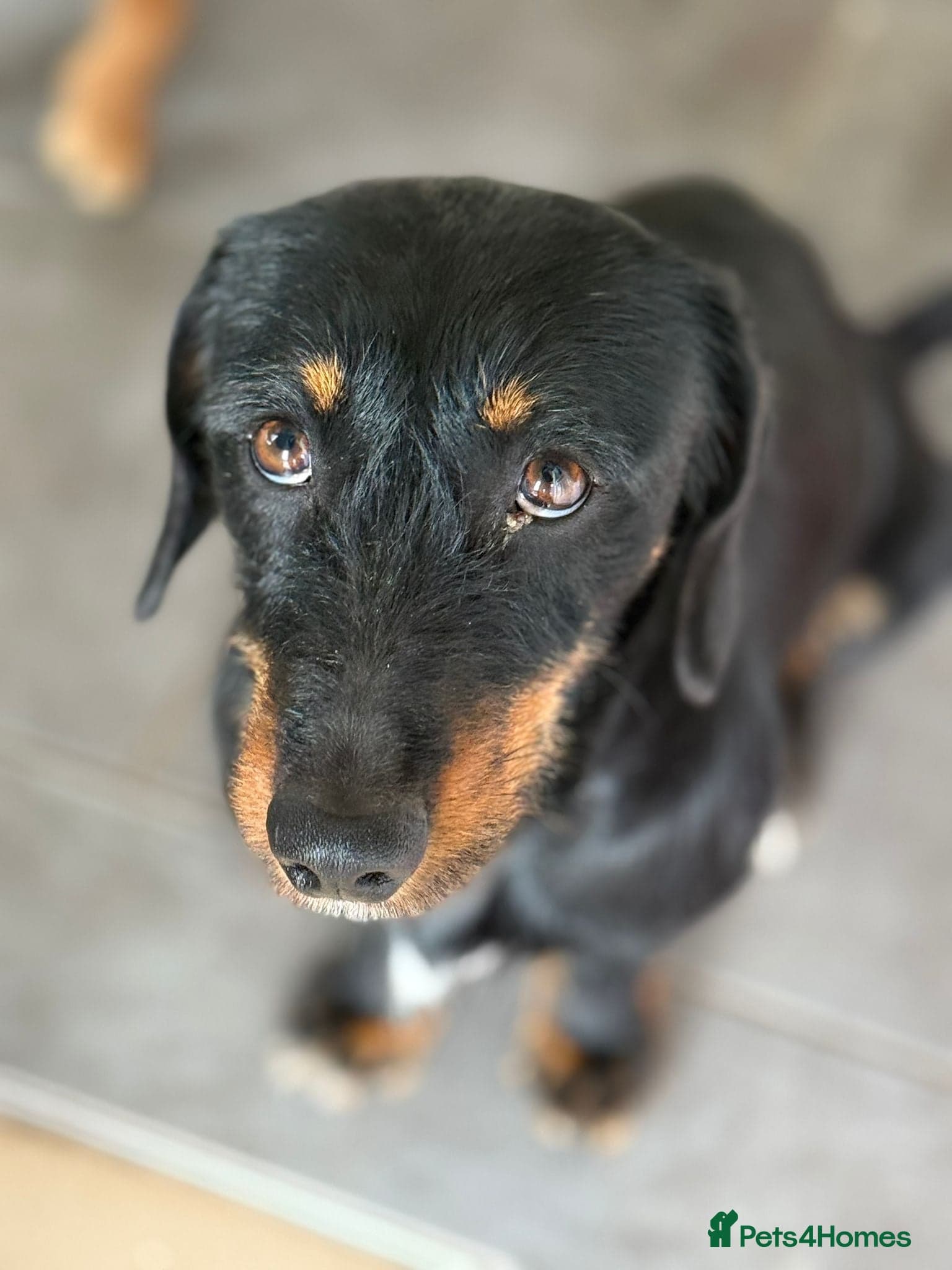 Lovely Cooper ready for his home! photo 4