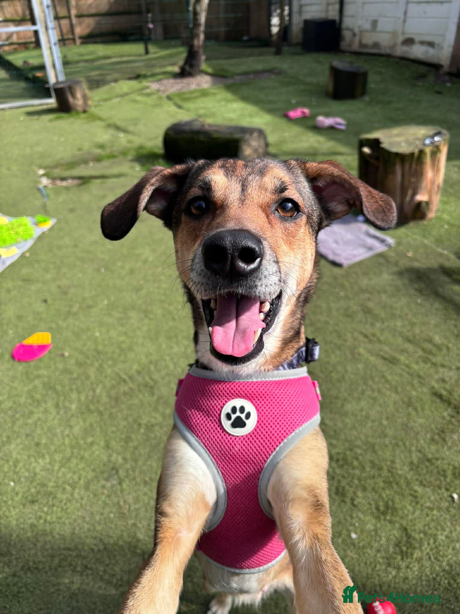 Little Nellie photo 2