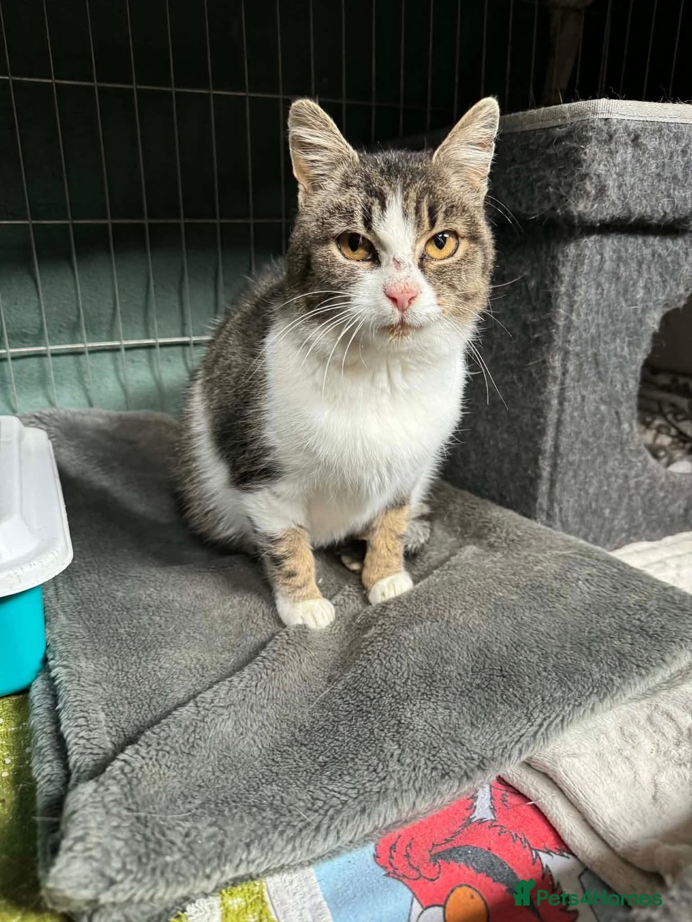 Jojo - Norwich Norfolk photo 3