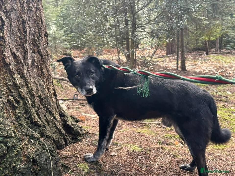 Aramis - Norwich Norfolk photo 10