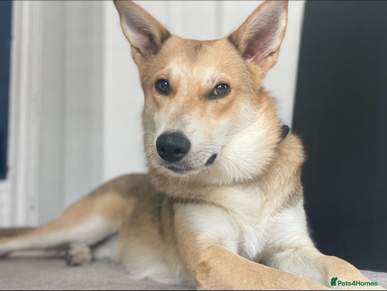 Handsome Rom photo 3