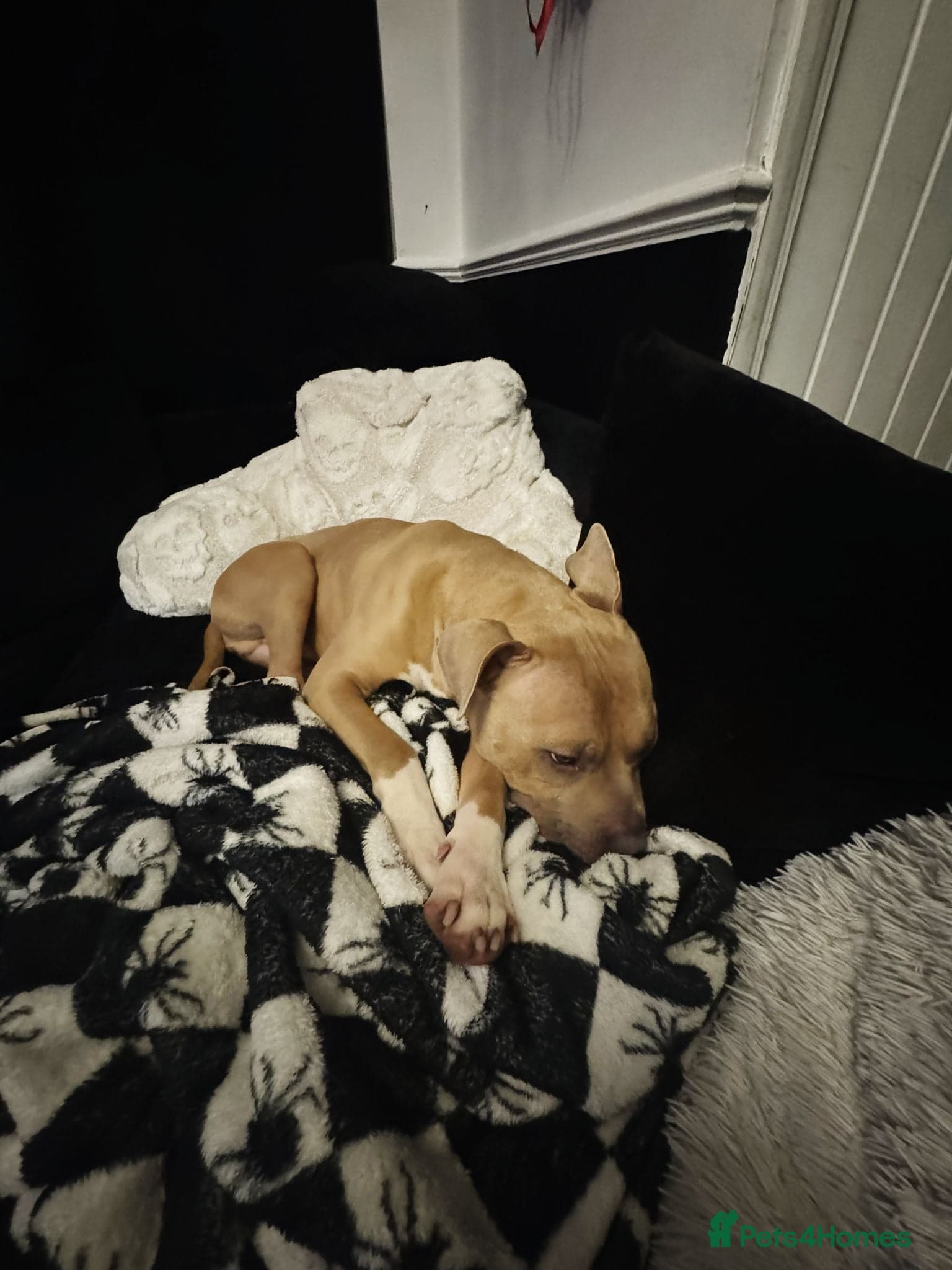 Gorgeous staffie cross photo 5