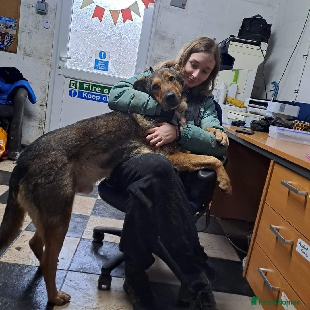 Meet Kobi, currently residing in Cheshire photo 16