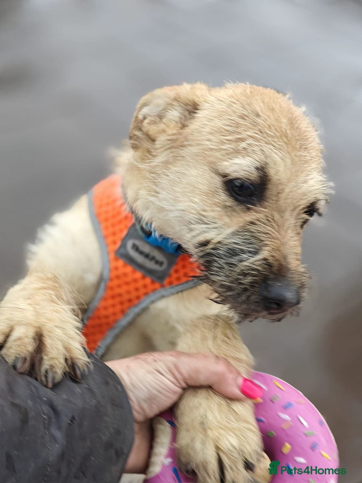 ๏ธ๐ถ bekki photo 10