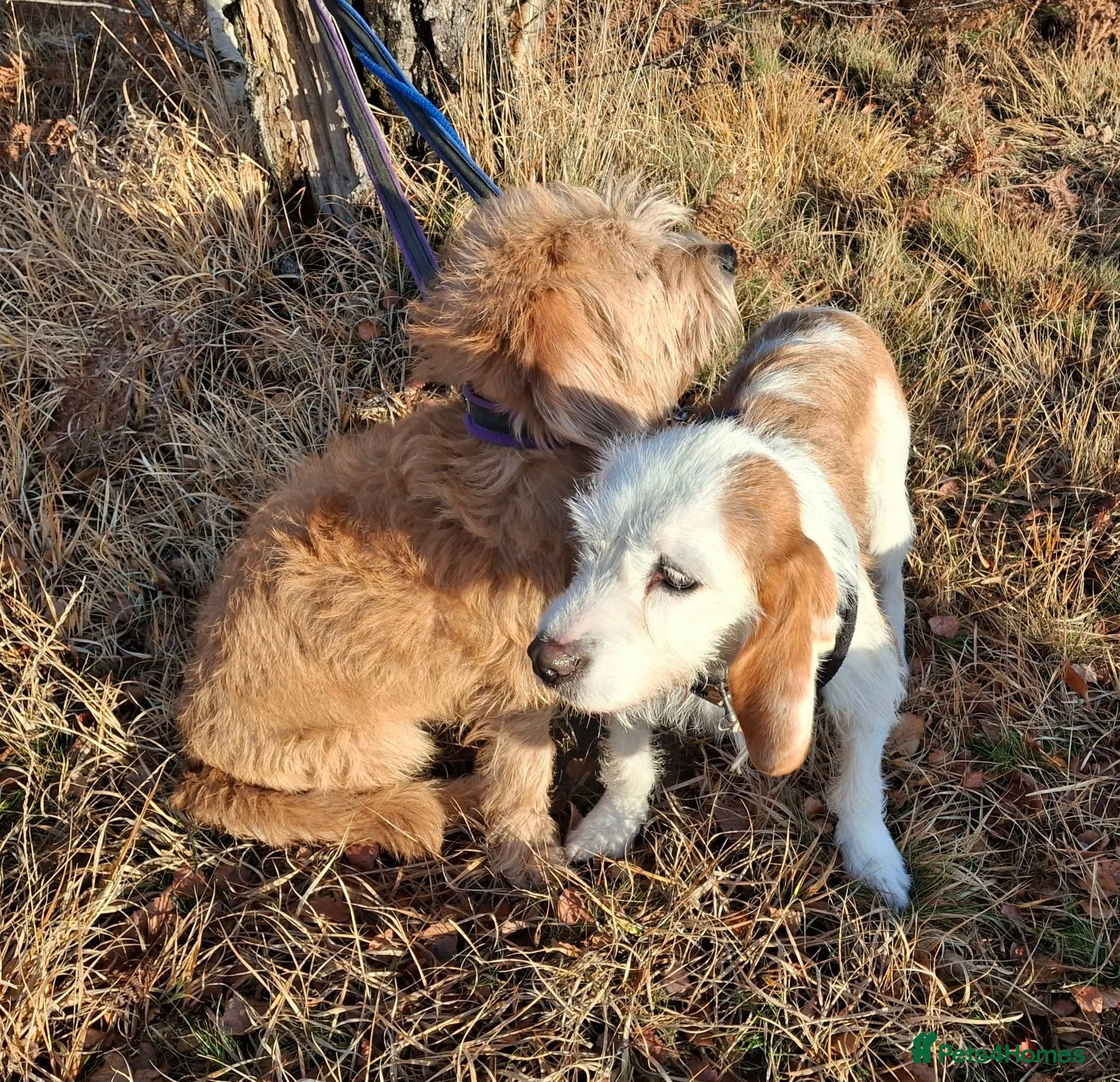 Lovely Dulce photo 3