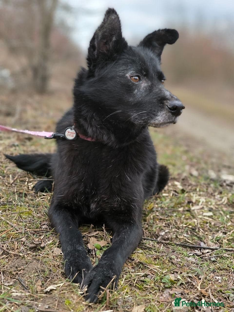 ๏ธ๐ถ tofa photo 7