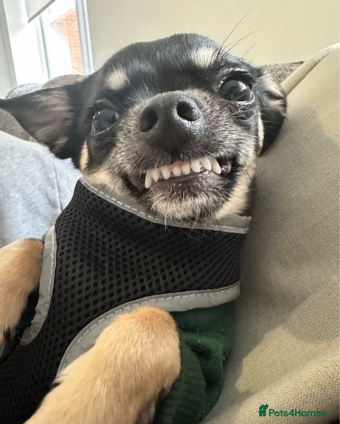 Chihuahua for adoption. boy photo 2