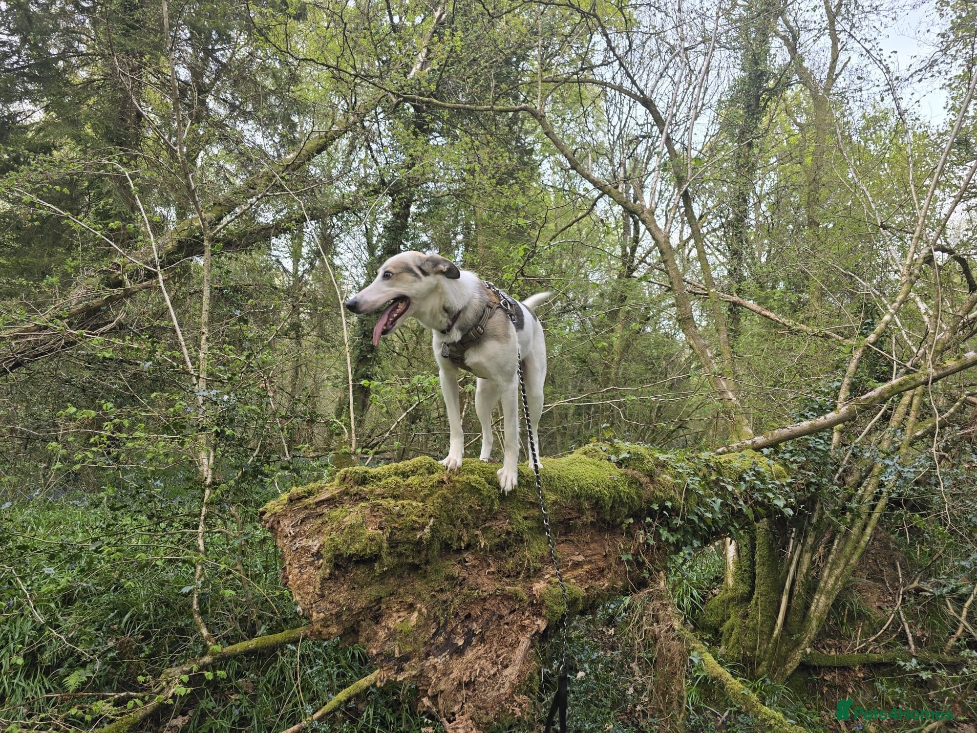 ️🐶 bela — Mixed Breed