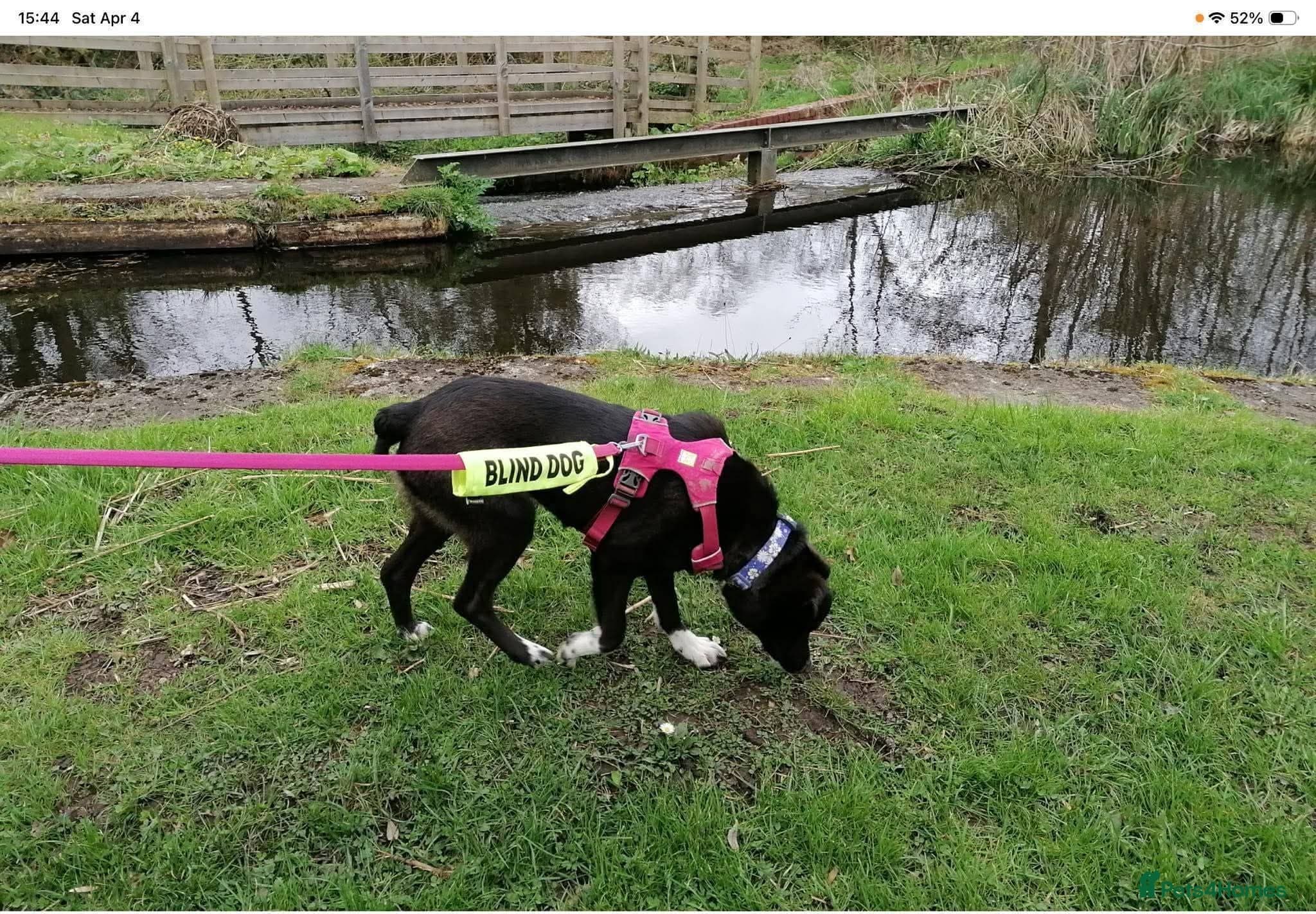 Meet Ava, currently residing in Shropshire photo 5