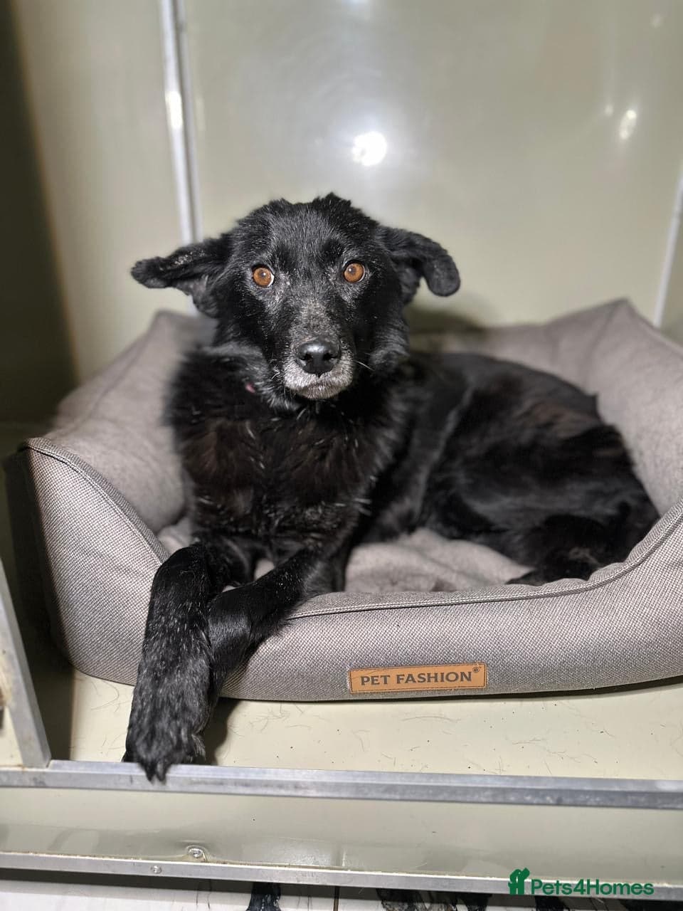 ๏ธ๐ถ tofa โ Mixed Breed