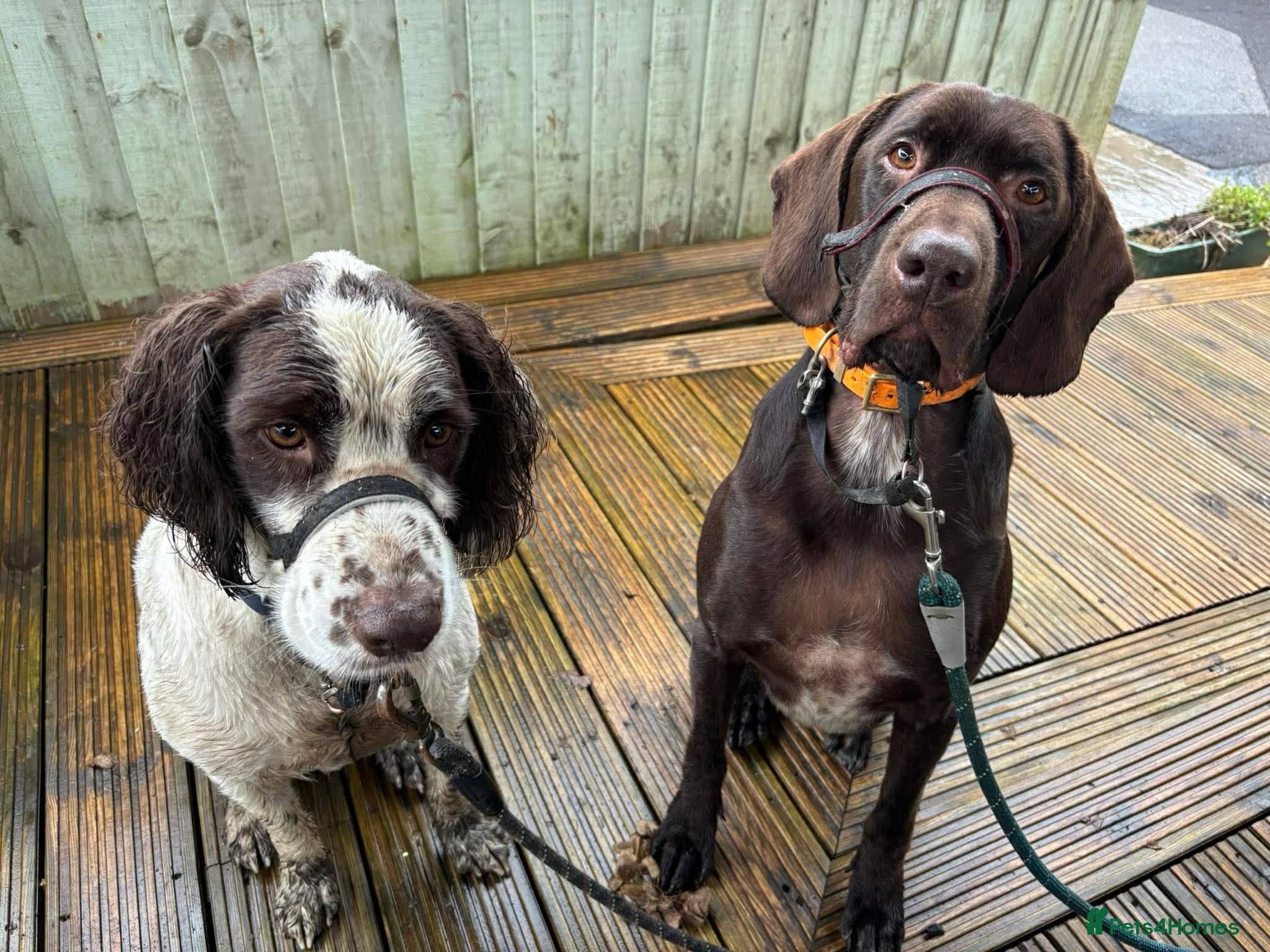 ️ meet wilson photo 9