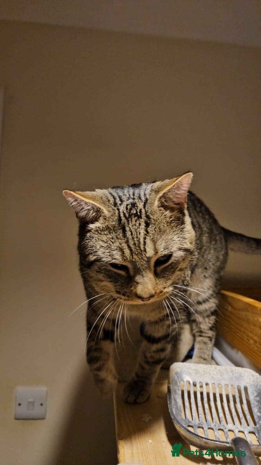 Gentle 10 month rescue MaleCat photo 5