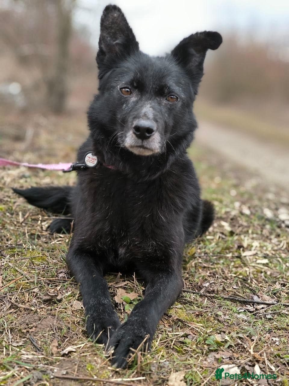 ๏ธ๐ถ tofa photo 10