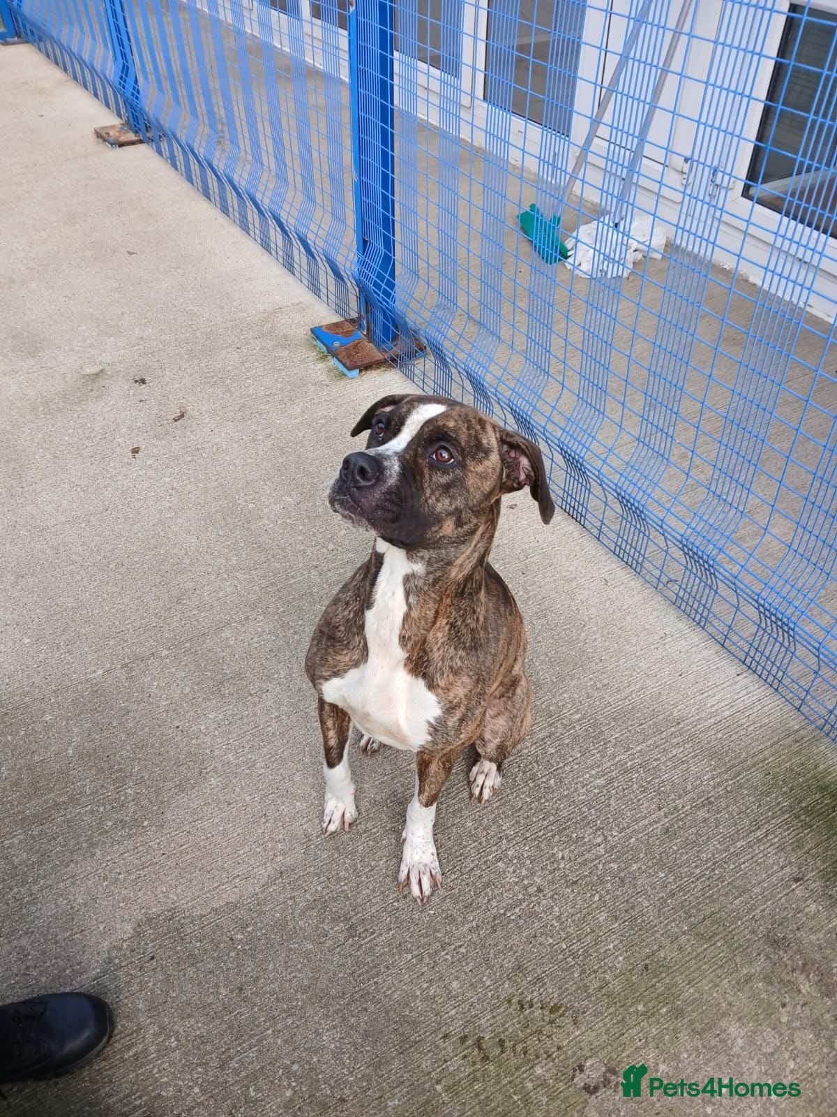 Beautiful small sighthound cross — Mixed Breed