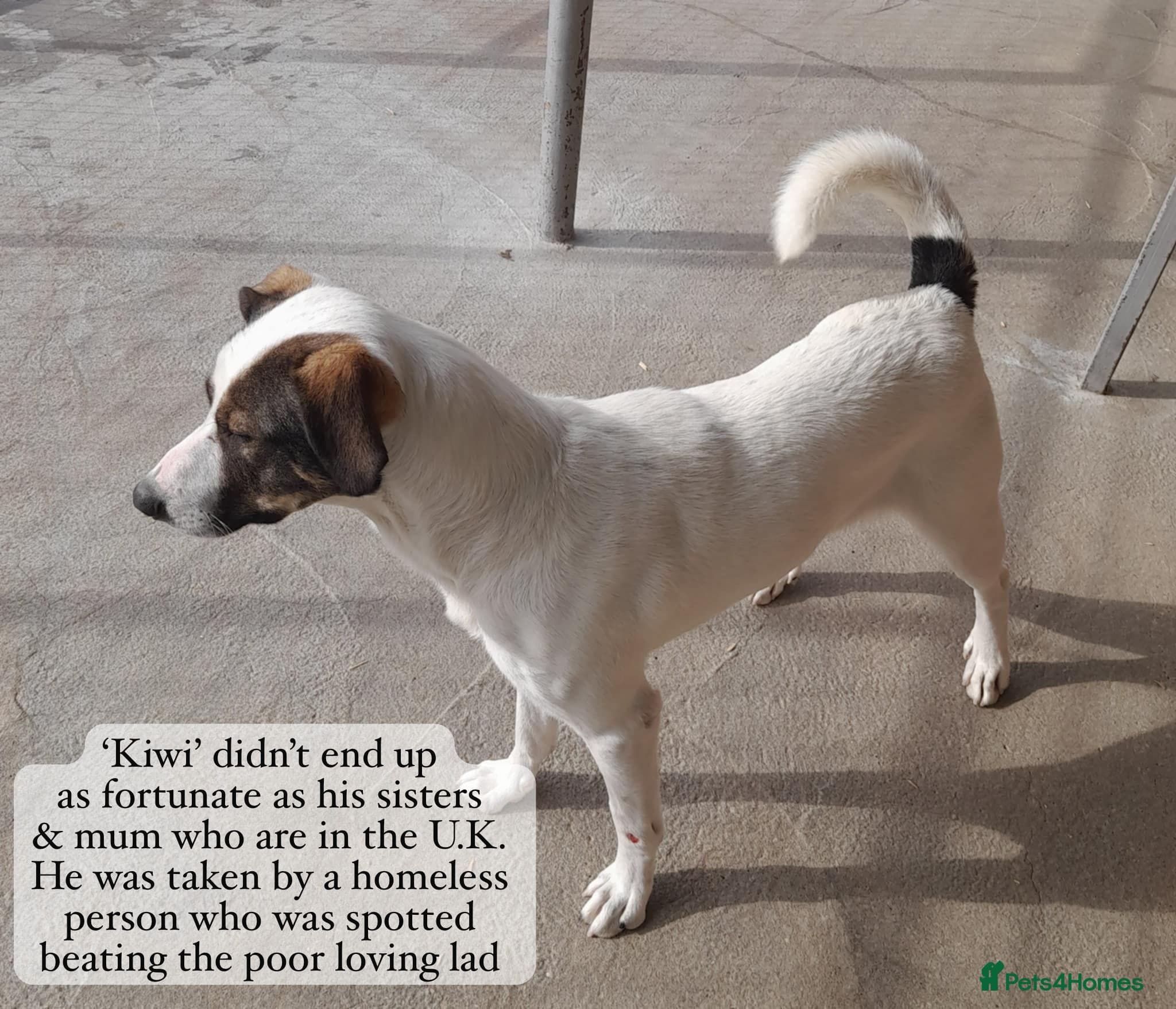 Sven, 1.5 yrs approx.Available for adoption. photo 10