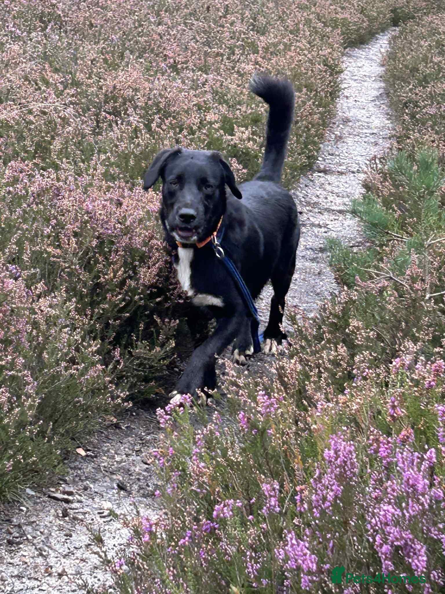 Barney - Norwich norfolk photo 8