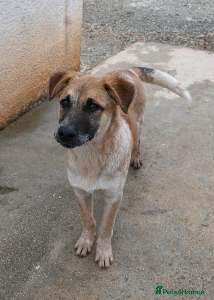 Adorable Atlas 6 month old photo 6