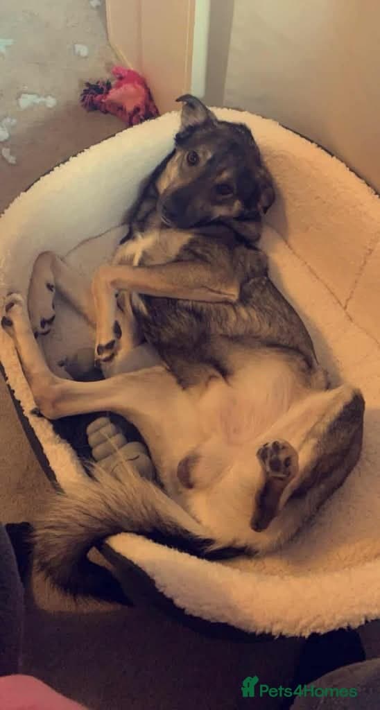 Meet vinnie,, currently residing in Cheshire photo 3