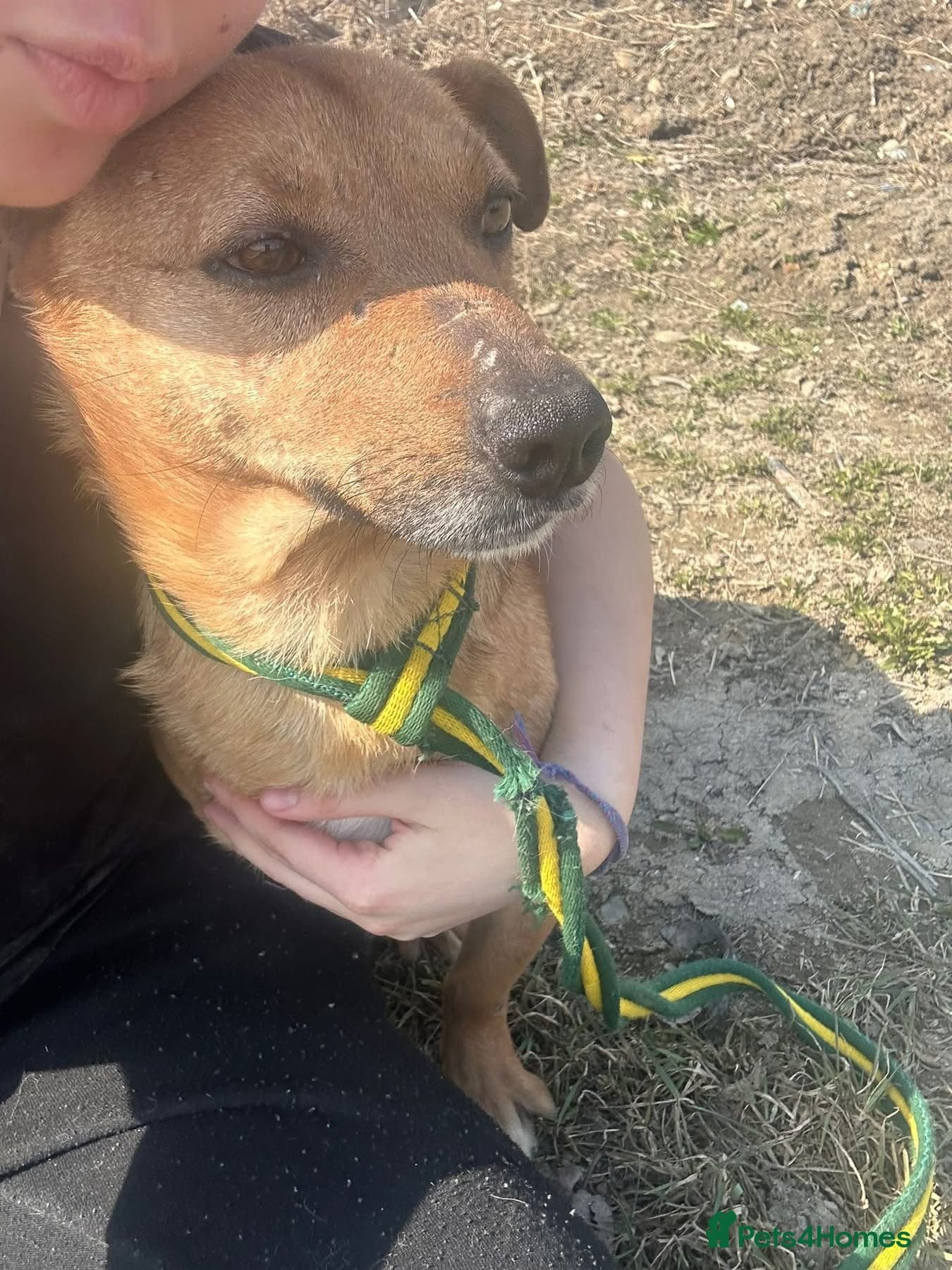 Terry - Norwich Norfolk photo 10